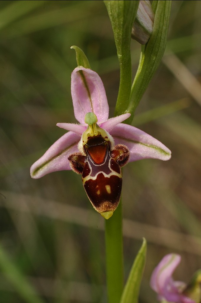 Ophrys scolopax